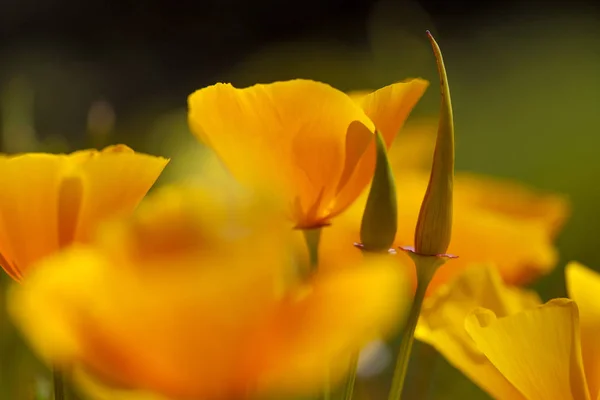 大加那利岛植物群 加利福尼亚罂粟 介绍植物 — 图库照片