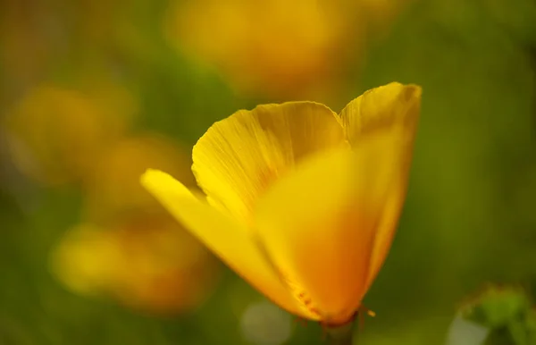 大加那利岛植物群 加利福尼亚罂粟 介绍植物 — 图库照片