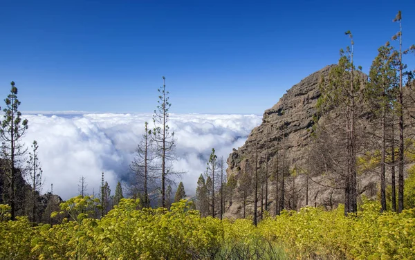 Gran Canaria, Haziran 2018, Pozos de la Nieve 'in güneyine bakın. 