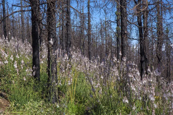 Gran Canaria, Haziran 2018, orman kat inareas Las Huelva'daki çiçekli bitkilerle kaplı 2017 yılında yangın tarafından etkilenir