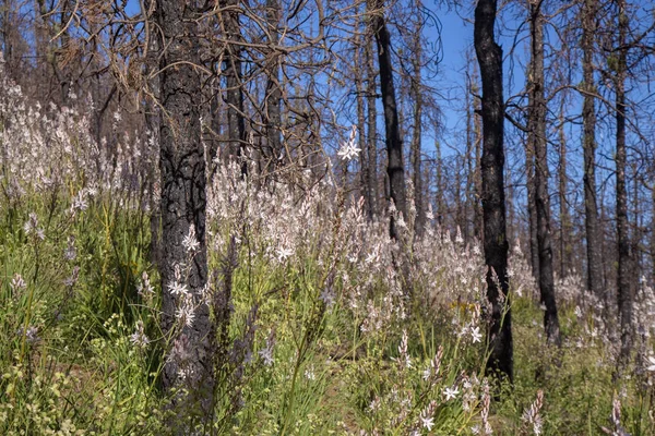 Gran Canaria Junho 2018 Piso Florestal Áreas Las Cumbres Afetadas — Fotografia de Stock