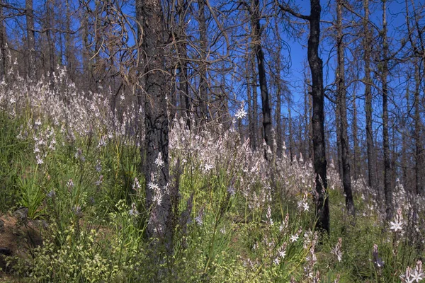 Gran Canaria, Haziran 2018, orman zeminine Las Huelva'daki 2017 yılında yangın tarafından etkilenen bölgelerde çiçekli bitkilerle kaplı