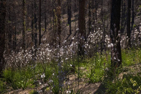 Gran Canaria Junho 2018 Piso Florestal Áreas Las Cumbres Afetadas — Fotografia de Stock