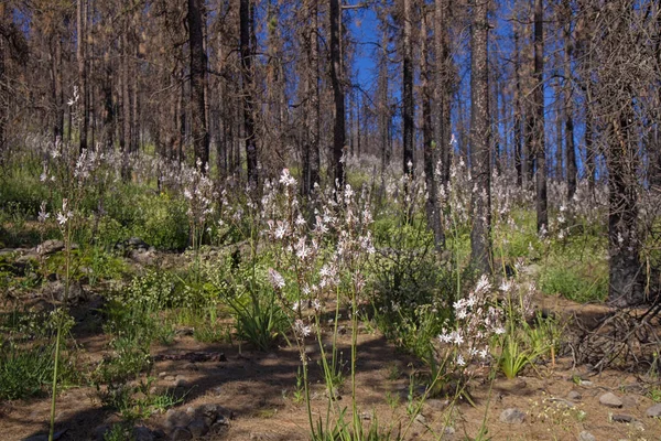 Gran Canaria, Haziran 2018, orman zeminine Las Huelva'daki 2017 yılında yangın tarafından etkilenen bölgelerde çiçekli bitkilerle kaplı