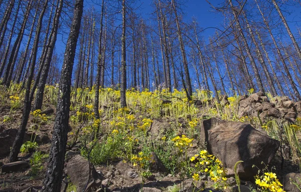 Gran Canaria Junho 2018 Piso Florestal Áreas Las Cumbres Afetadas — Fotografia de Stock