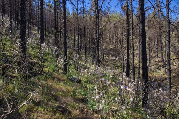 Gran Canaria, Haziran 2018, orman zeminine Las Huelva'daki 2017 yılında yangın tarafından etkilenen bölgelerde çiçekli bitkilerle kaplı