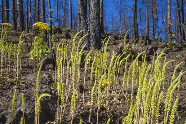 Gran Canaria, Haziran 2018, orman zeminine Las Huelva'daki 2017 yılında yangın tarafından etkilenen bölgelerde çiçekli bitkilerle kaplı