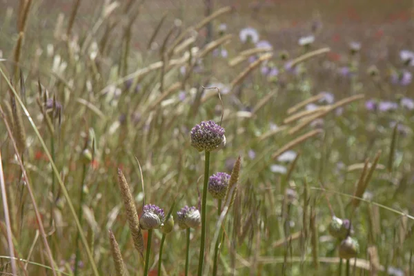 Flora Gran Canaria Allium Ampeloprasum Puerro Salvaje — Foto de Stock