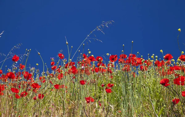 Gran Canaria, Haziran, çiçekli haşhaş ve mavi gökyüzü karşı yabani pırasa
