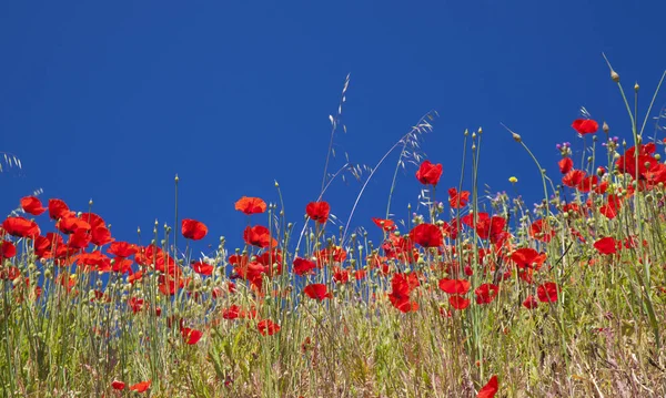 Gran Canaria, Haziran, çiçekli haşhaş ve mavi gökyüzü karşı yabani pırasa