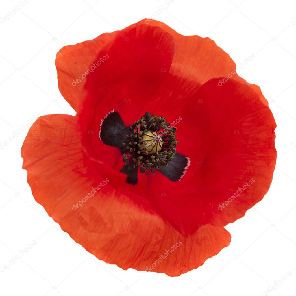 Flora of Gran Canaria -  field poppy isolated on white
