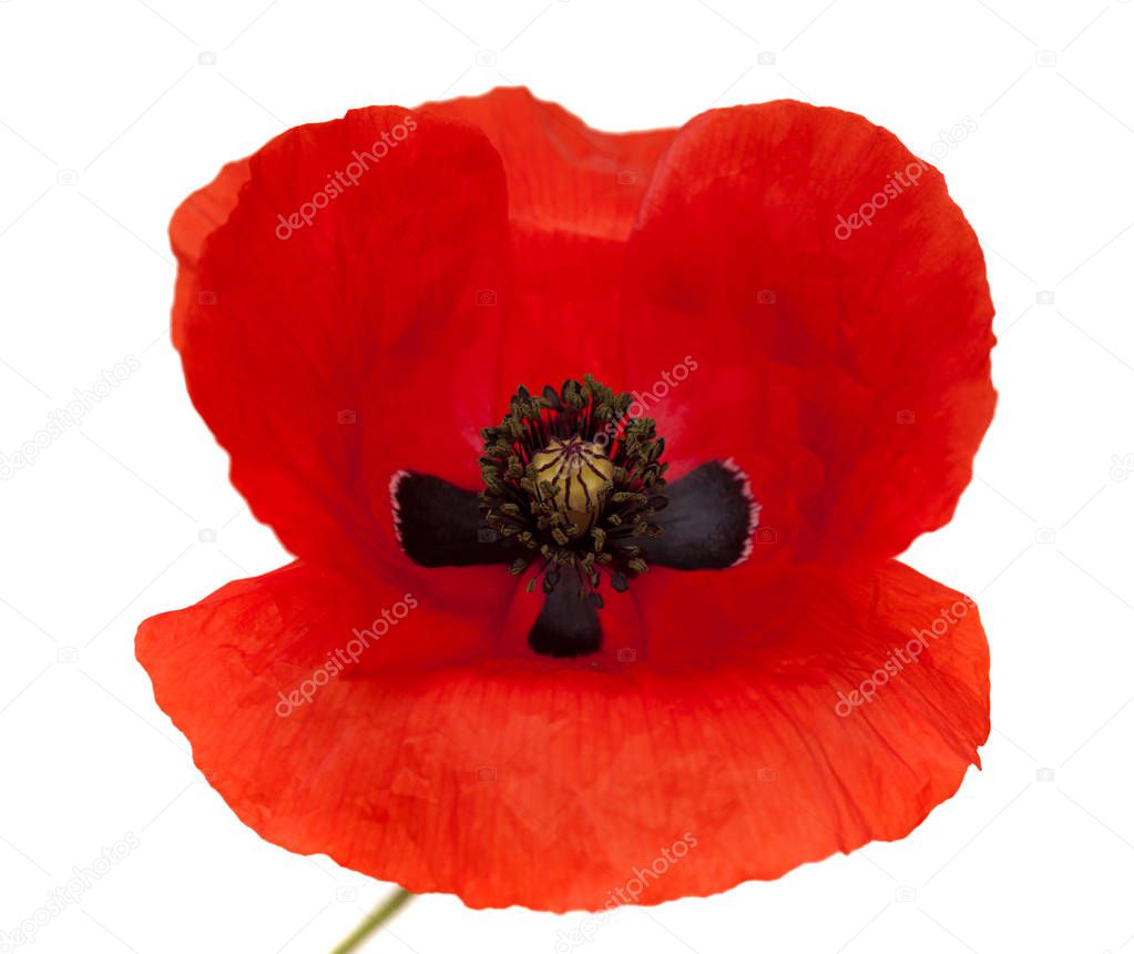 Flora of Gran Canaria -  field poppy isolated on white