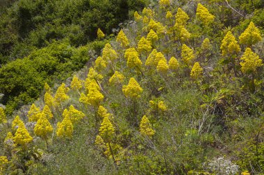 Gran Canaria - Aeonium arboreum, florası ağaç aeonium