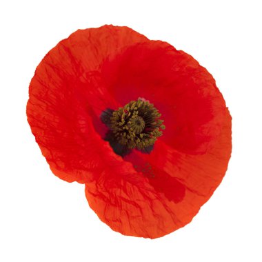 Gran Canaria 'dan Flora - tarla gelinciği beyaz üzerine izole edilmiş