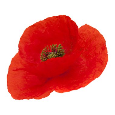 Gran Canaria 'dan Flora - tarla gelinciği beyaz üzerine izole edilmiş