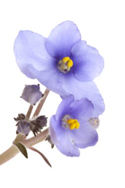  Beyaz arka planda mavi Afrika menekşesi izole