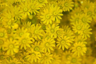 Gran Canaria - Aeonium arboreum, florası ağaç aeonium