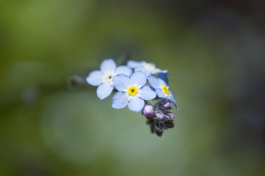 Gran Canaria Flora-Myosotis latifolia, geniş yapraklı Forget-Me-değil