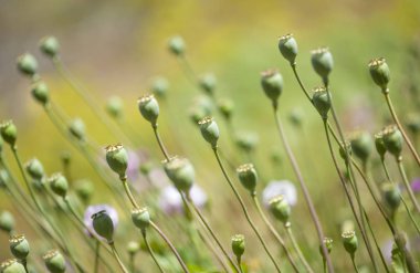 Gran Canaria Flora-Papaver somniferum, afyon haşhaş yeşil tohum Kapsüller