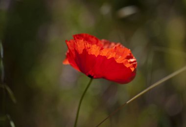 Gran Canaria Flora-kırmızı haşhaş Papaver gelincik