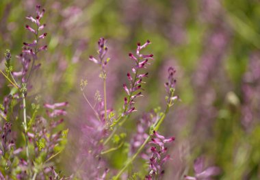 Gran Canaria - küçük pembe Fumaria çiçek florası