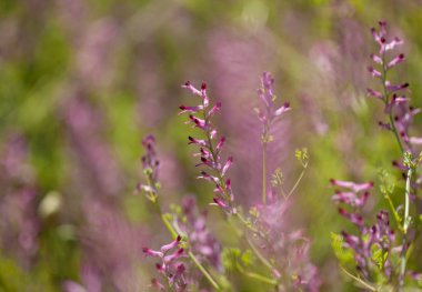 Gran Canaria - küçük pembe Fumaria çiçek florası