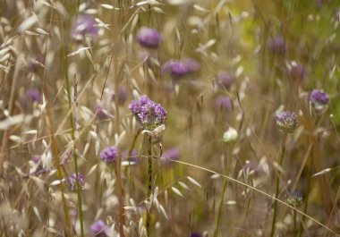 Gran Canaria - Allium ampeloprasum, yabani pırasa florası