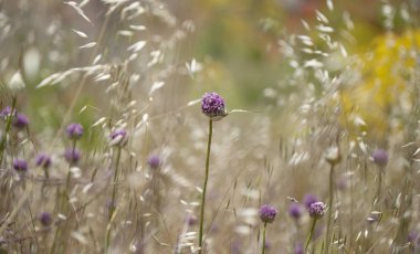 Gran Canaria - Allium ampeloprasum, yabani pırasa florası