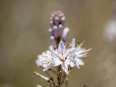 Gran Canaria - çiriş otu ramosus, florası asphodel dallı