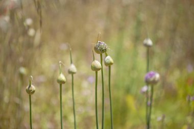 Gran Canaria - Allium ampeloprasum, yabani pırasa florası