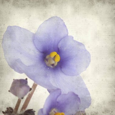 Eski Kağıt arka plan mavi African violet çiçekler ile dokulu