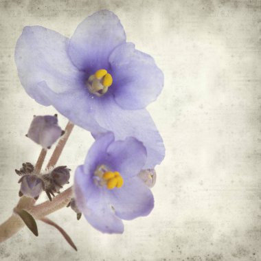 Eski Kağıt arka plan mavi African violet çiçekler ile dokulu