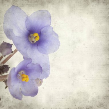 Eski Kağıt arka plan mavi African violet çiçekler ile dokulu