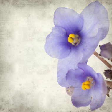 Eski Kağıt arka plan mavi African violet çiçekler ile dokulu
