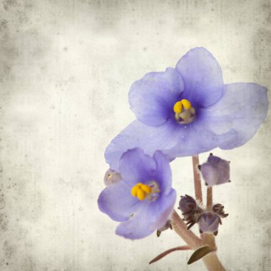 Eski Kağıt arka plan mavi African violet çiçekler ile dokulu
