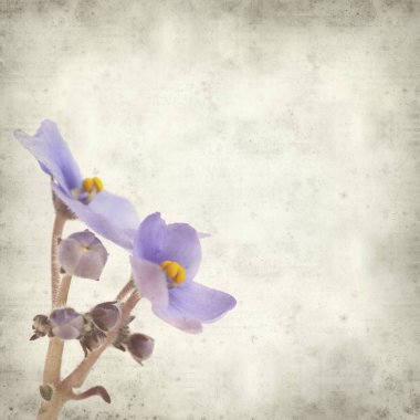 Eski Kağıt arka plan mavi African violet çiçekler ile dokulu