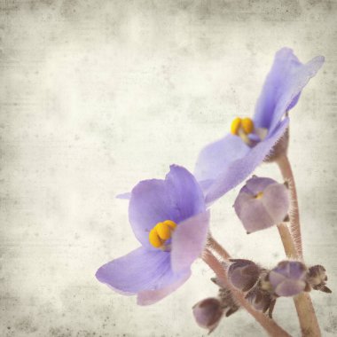 Eski Kağıt arka plan mavi African violet çiçekler ile dokulu