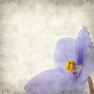 Eski Kağıt arka plan mavi African violet çiçekler ile dokulu