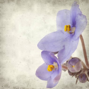 Eski Kağıt arka plan mavi African violet çiçekler ile dokulu