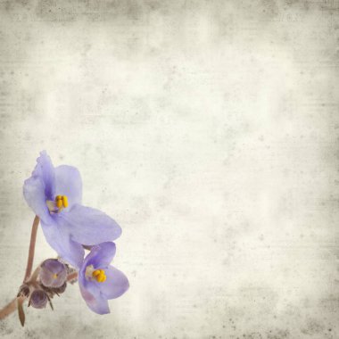 Eski Kağıt arka plan mavi African violet çiçekler ile dokulu