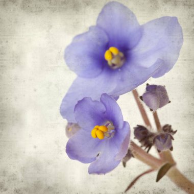 Eski Kağıt arka plan mavi African violet çiçekler ile dokulu
