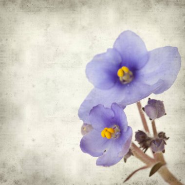 Eski Kağıt arka plan mavi African violet çiçekler ile dokulu