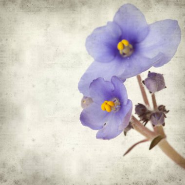 Eski Kağıt arka plan mavi African violet çiçekler ile dokulu