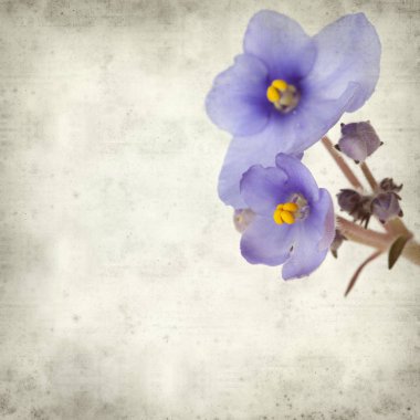 Eski Kağıt arka plan mavi African violet çiçekler ile dokulu