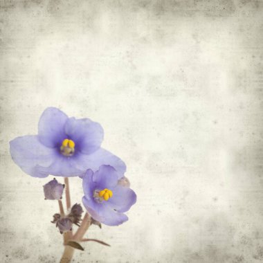 Eski Kağıt arka plan mavi African violet çiçekler ile dokulu