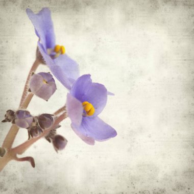Eski Kağıt arka plan mavi African violet çiçekler ile dokulu