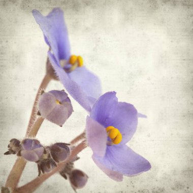 Eski Kağıt arka plan mavi African violet çiçekler ile dokulu