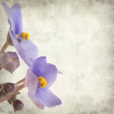 Eski Kağıt arka plan mavi African violet çiçekler ile dokulu