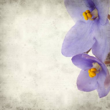 Eski Kağıt arka plan mavi African violet çiçekler ile dokulu