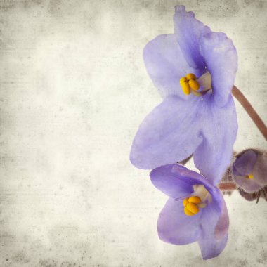 Eski Kağıt arka plan mavi African violet çiçekler ile dokulu
